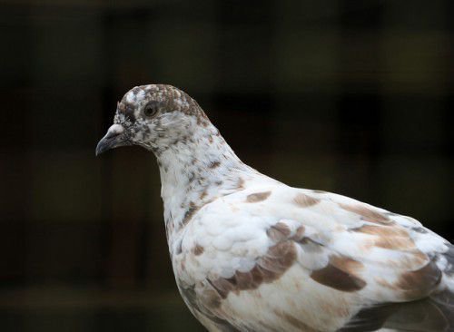 Вирощування голубів з метою отримати м'ясо поширене серед фермерів і вимагає від них надання якісного догляду та збалансованого харчування