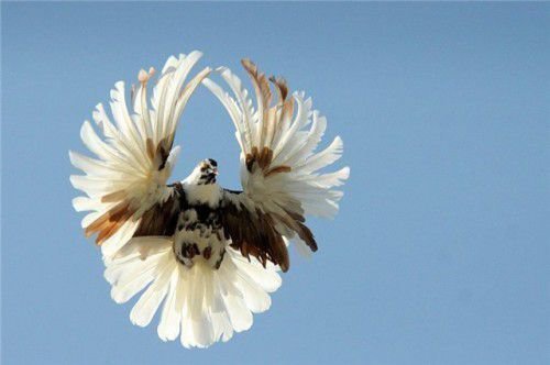 Так чи інакше, розведення голубів з метою дресирування і отримання льотних птахів набуло широкого поширення