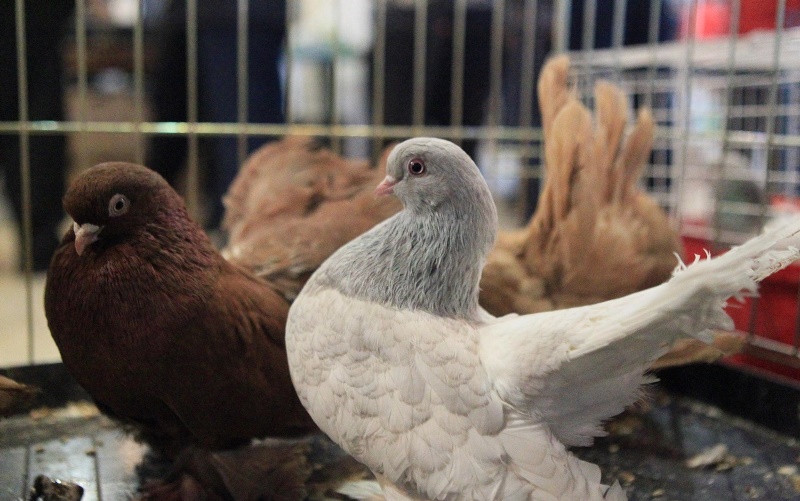 Самі узбецькі голуби поділяються на виставкових і льотних