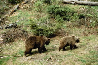 До полювання на ведмедя завжди відношення було особливе, а «ведмежатники» користувалися величезною повагою серед мисливської братії