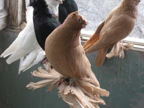 Зовнішні якості і льотні здібності зробили птахів затребуваними в Узбекистані і на території інших країн