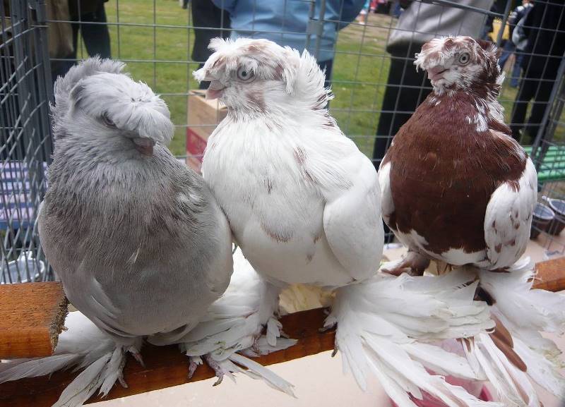 Узбецькі голуби відрізняються оригінальним зовнішнім виглядом і особливим польотом
